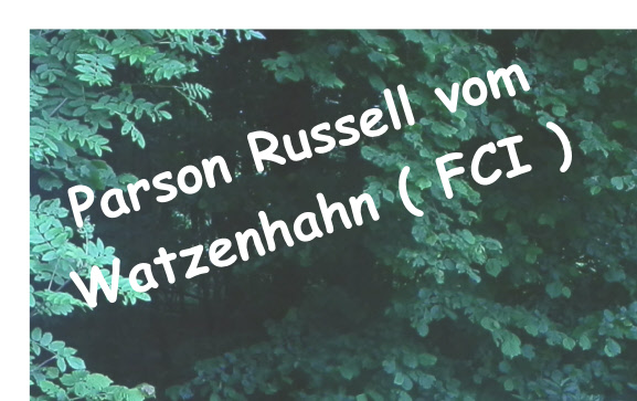 Parson Russell vom Watzenhahn ( FCI )